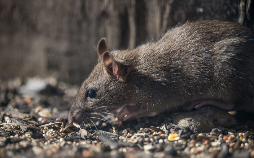 Rat Infestation Treatment in Shreveport, LA in Shreveport