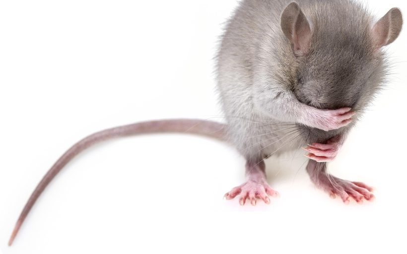 Rodent Control in Shreveport, LA in Shreveport